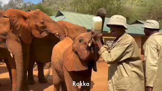 Rokka and Manda Graduate to Voi | Sheldrick Trust