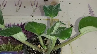 AFRICAN VIOLET QUICK TIP VIDEO - What Are the SIGNS your AFRICAN VIOLET IS NOT GETTING ENOUGH LIGHT?