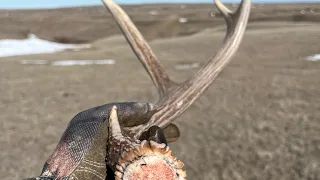 Shed Hunting 2024! “Mule Deer Madness!”