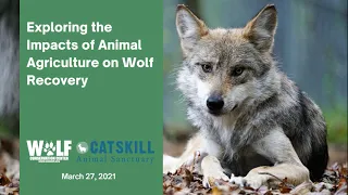 Exploring the Impacts of Animal Agriculture on Wolf Recovery