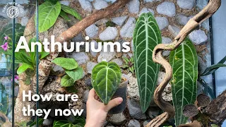 Anthurium update - where are they now? May 2020 to Nov 2021 | Plant with Roos