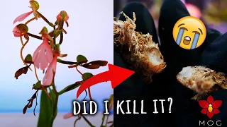 A very BAD Orchid Repotting session! - I might have killed an Orchid I love 😭