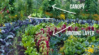 What are Food Forests?