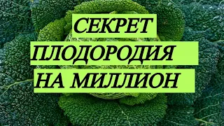 Подробно о БАРМАТУХЕ/комплекс грибов, микробов и их метаболиты для здоровой  плодородной почвы/№357