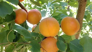 Абрикос Курезия. Apricot Kuresia. Первые плоды. Очень хороший, сладкий сорт. Отзыв от Макси Сад