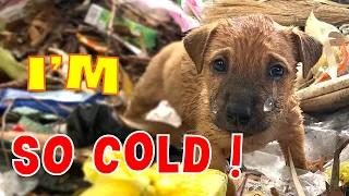 Poor puppy cries because he misses his mother when his owner abandoned him in the landfill