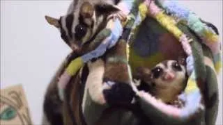 Daily life of my sugar gliders