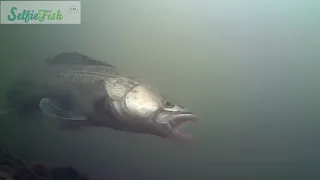 Selfie Fish presents Zander Fishing. Dead bait