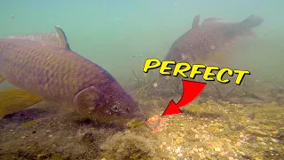 This WILL Catch You More Carp! | UNDERWATER FEEDER FISHING SECRETS