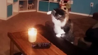 Curious Cats vs. Candles
