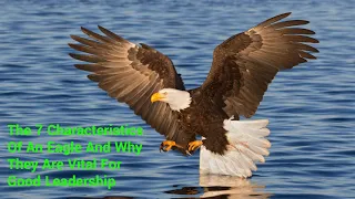 The 7 Characteristics Of An Eagle And Why They Are Vital For Good Leadership