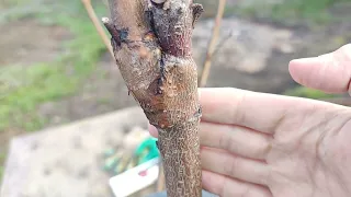 peach grafting // the simplest peach grafting