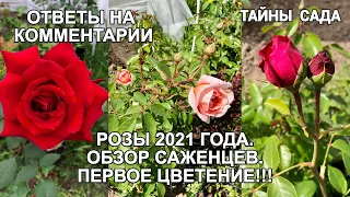 Розы 2021. Первое цветение роз. Обзор саженцев роз. Как развиваются мои розы. Ответы на комментарии.