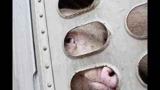 Newman's Abattoir - Farnborough Animal Action - Outreach