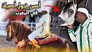 مشيا عند أحسن مربي الخيول الأصيلة ليحتل مراتب أولا عالميا. بدريس دار ليه مفاجأة قدام الخليجيين 😱🚨