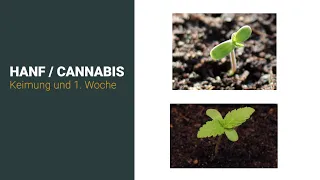 🌱  Hanf / Cannabis outdoor Grow - seed starting