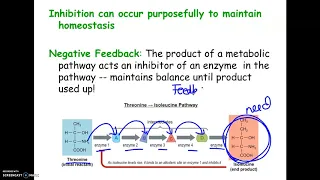 11-19 AP2021 Enzymes Part 3 Regulation & Metabolic Pathways