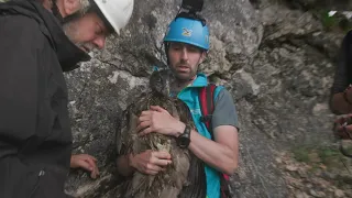 Bartgeier Auswilderung im Nationalpark Berchtesgaden