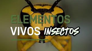 Explorando el Mundo de los Insectos: Fascinación, Innovación y Conservación