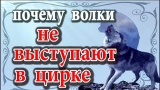 Почему волки не выступают в цирке