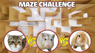 Funny Cats | Cat Kitten vs Hamster vs Rabbit: Who is the BEST? | Battle in the GAINT Maze!