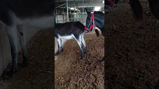 Funniest Donkey Ever Donkey Training the fun way 437