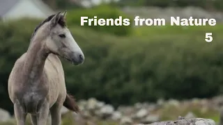 Animals - Friends from Nature: Happy Background Relaxing Music for Cooking, Study, Meditation