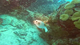 Le Meridien Maldives House Reef Scuba dive #2