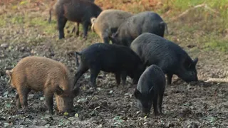 338 lapua mag vs  wild hog