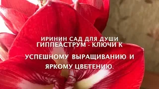 Гиппеаструм   ключи к успешному выращиванию и яркому цветению.