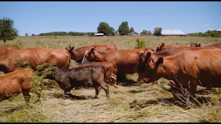 Adaptive Grazing 101: How to Assess Paddock Size and Optimal Stocking Density