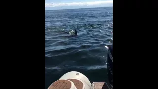 Orcas hunting seal jumps in boat PART 2