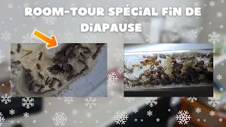 Room-tour spécial fin de diapause ! Comment vont mes fourmis ?