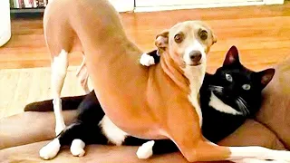 Funny Cat And Dog Videos 😅 - Cute Animals 😇