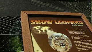 Renovated snow lion exhibit opens at Mill Mountain Zoo