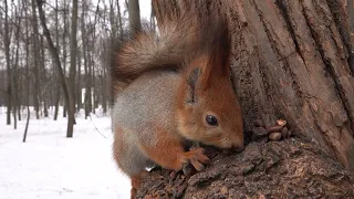 Ещё немного о белках и кормушках / A little more about squirrels and feeders