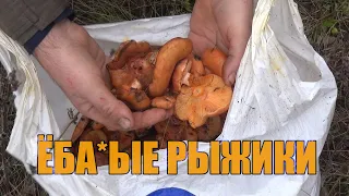 В поиске высыпок вальдшнепов. Охота с дратхааром.