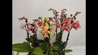Розпаковка орхідей