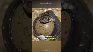 The Egg Eating Snake