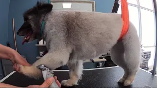 Keeshond needs a BELLY BAND during her Grooming