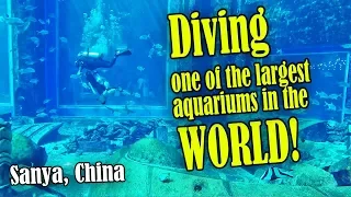 SCUBA Diving One of the Largest Open Air Aquariums in the World