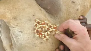 Removing Huge mango worm in dog | Mango worms removal 2022 #113