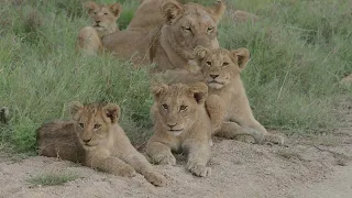 Impressive Lion sighting with many many lion cubs and very large male in Kruger National Park