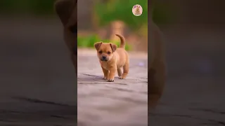 Cute💞 and funny puppies🐕  . A beautiful🥀 moment #102 - #shorts-#animals