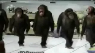 Majmuni igraju kolo
