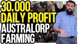 Australorp Chicken Farming in Pakistan | 8-10 Lakh Monthly Profit from 1400 Chicken | Full Farm Tour