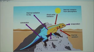 Lecture 20-Thermoregulation II