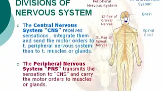 2  Division of Nervous System   Neuroanatomy 2 Dr Ahmed Kamal