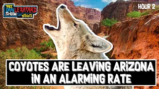 Should We Be Worried About Coyotes Fleeing Arizona Amid Climate Change? | The Dan Le Batard Show