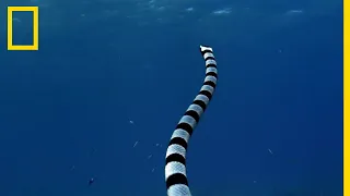 Le cobra de mer, l'un des serpents les plus dangereux du monde